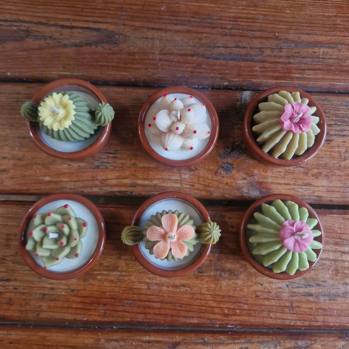 Caja con 6 velas mini "Terrario"